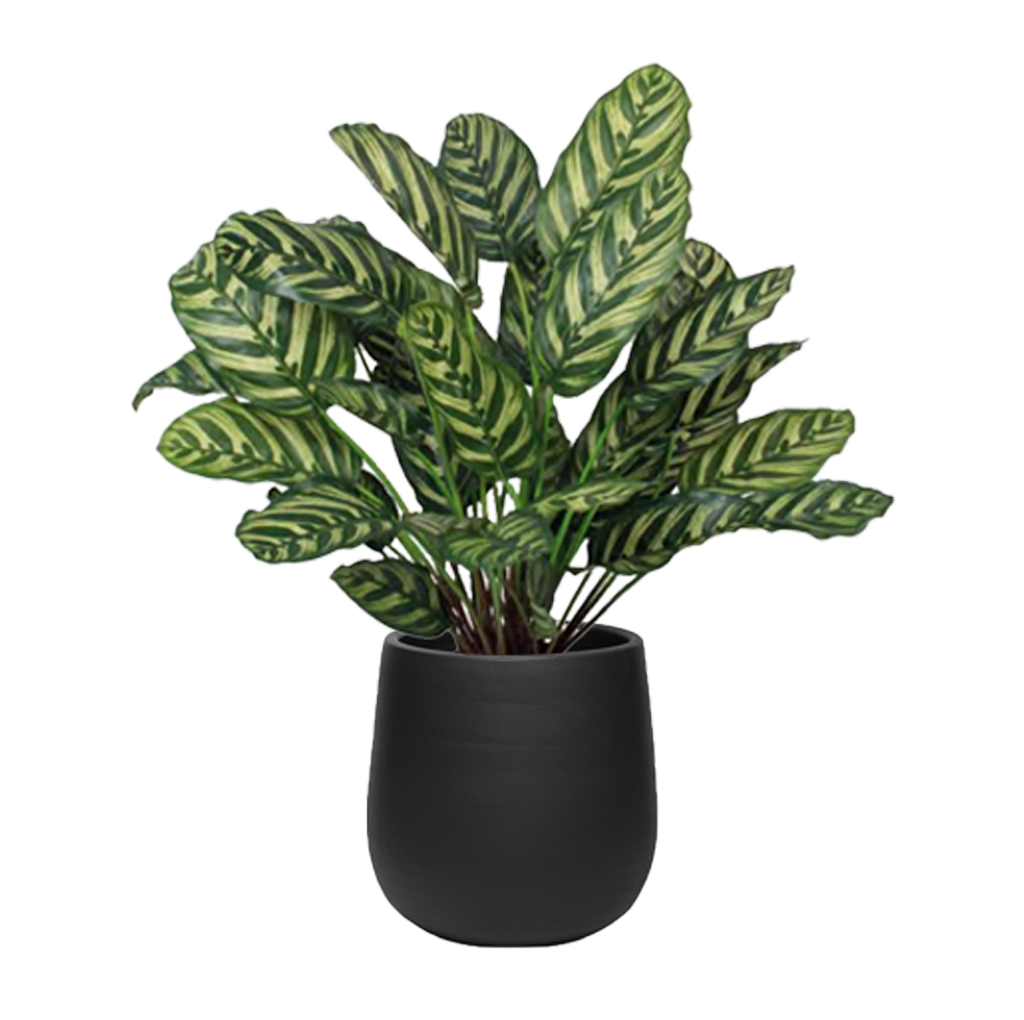 CALATHEA ARTIFICIAL PLANTER