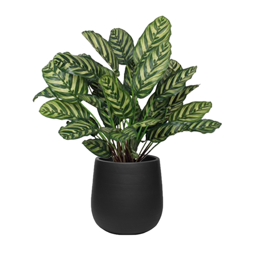 CALATHEA ARTIFICIAL PLANTER
